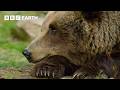The World Of Bears Giants Of The Wild BBC Earth