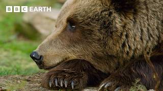 עולם הדובים - ענקי הפרא | BBC Earth