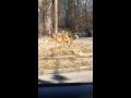 2 Boy Dogs Fucking Smh