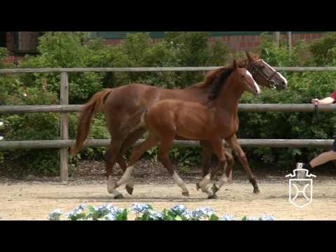 40 Hengstfohlen von Cascadello I - Quidam de Revel - Baloubet du Rouet
