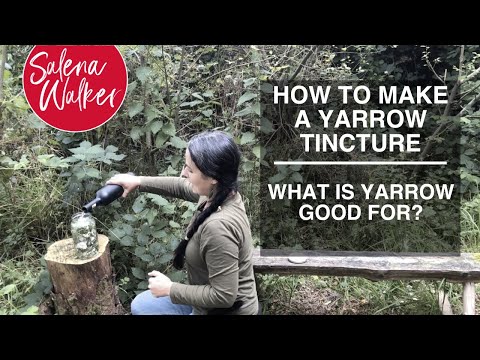 How to Make a Yarrow Tincture - What Is Yarrow Good For?
