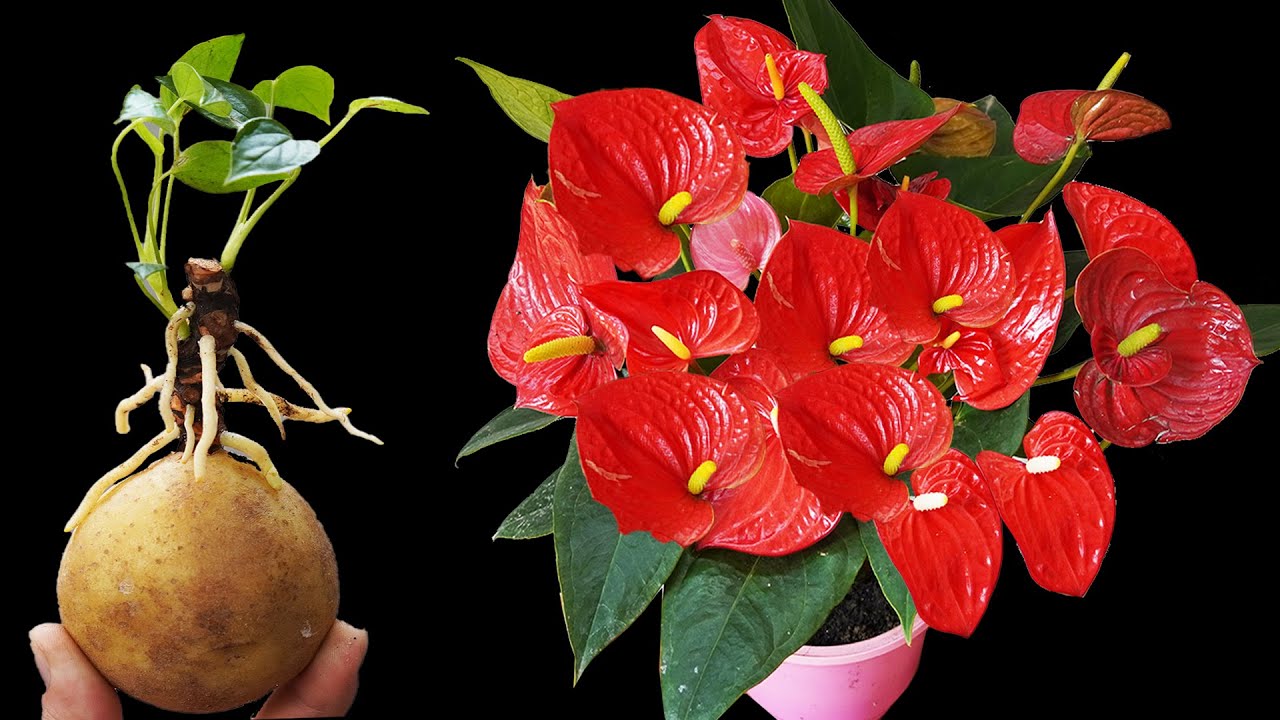 MAGICAL TUBER Grows ANTHURIUM Roots Overnight!