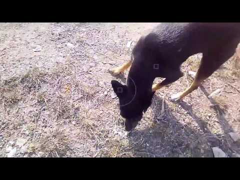 DENIS RICE FT SMASH - LOVE PRIDE