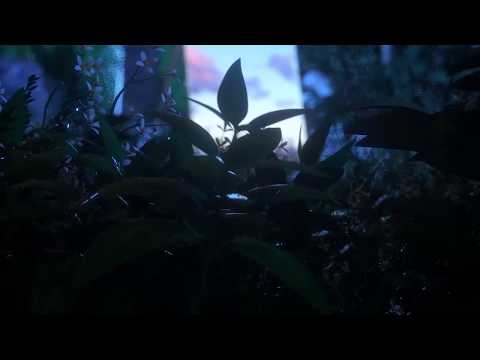 Video thumbnail for Crystal Eyes