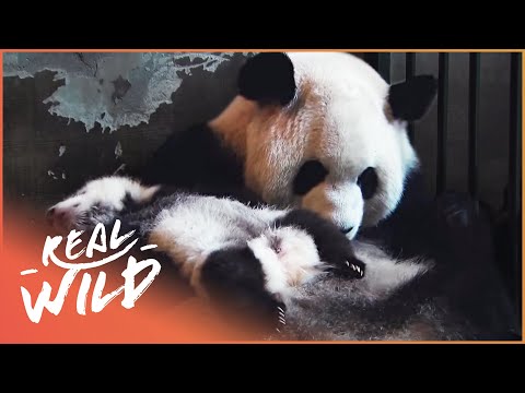 The Land Of The Pandas (Panda Documentary) | Real Wild