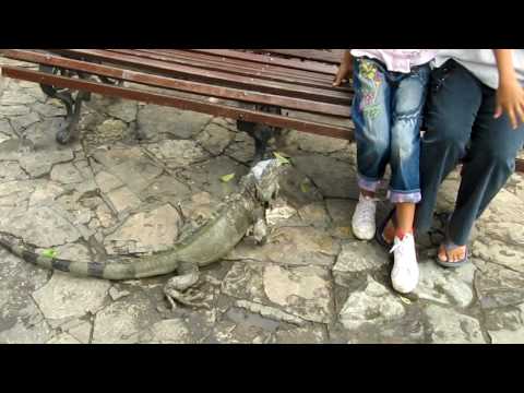 Movie of Iguanas 4 the final.avi