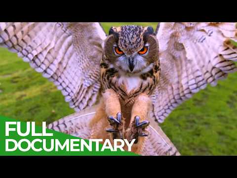 Wild Assassins Deadly Beaks and Talons