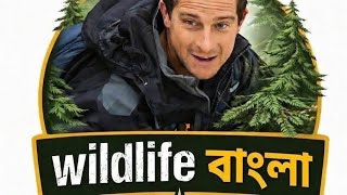 Download lagu Man vs Wild bangla💗part 2💗 mp3
