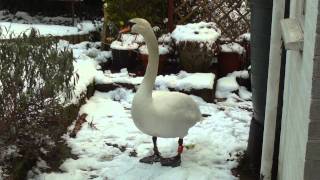 A Swan in my Garden