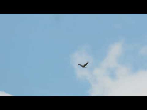 European Honey Buzzard, Swanton Novers, Norfolk, 3/7/22