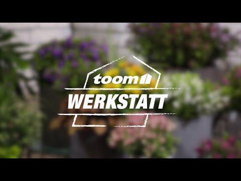 toom Pflanzentipps: Veronika (Hebe all blooms) | toom Baumarkt