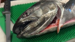 LIVE Springer Catch & Cook