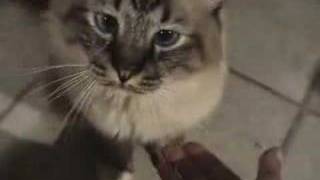 My Sacred Birman "Classy" Shakes A Paw!