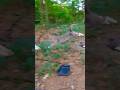 2 Gray Tabby S Running Playing Shorts