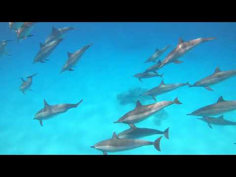 Dolphins | Satayah Reef | Wadi Lahami