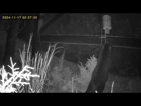 Bear on Trail Cam at 2675 Rivers Edge 