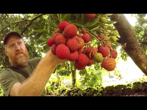 download lagu mp3 mp4 Lychee Hawaiian Fruits, download lagu Lychee Hawaiian Fruits gratis, unduh video klip Lychee Hawaiian Fruits