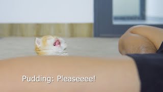 Kitten Pudding Wants To Sleep On My Lap🥰