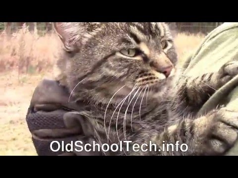 Cat Pill Syringe - Old School Tech