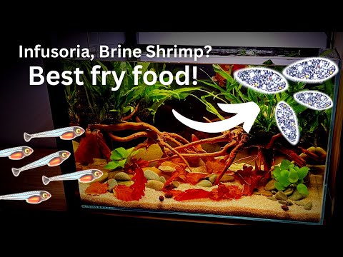 Best fry food? How to culture infusoria or brine shrimp? Easy and fast!