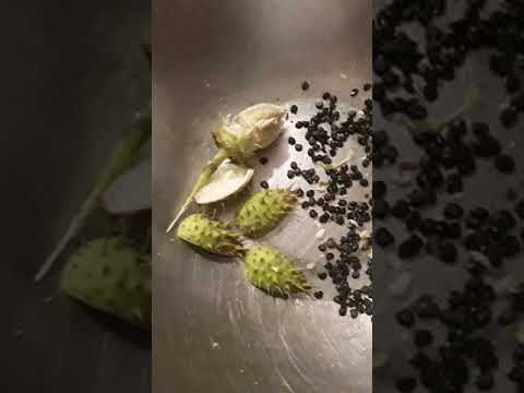 JIMSON WEED SEED POD AND SEEDS