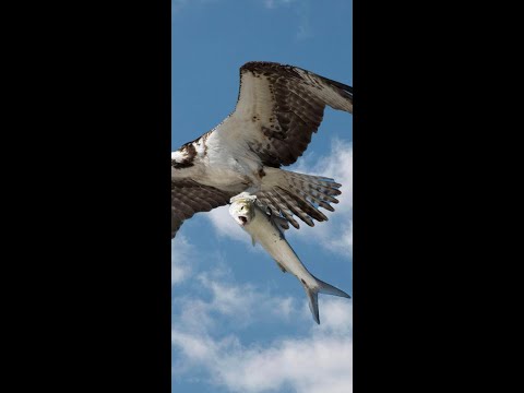 Eagle? Condor? Osprey? Caught a Shark or Baby Dolphin or LadyFish or SpanishMackerel in Myrtle Beach