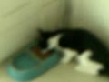 Matt Holimon S Cat S Abby And Guss Movie Part 2 AVI
