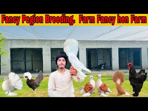 Fancy Pegion ka farm || Fancy pegion Breeder pair & chick || Fancy hen Farm