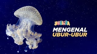 Download lagu Mengenal Ubur-ubur | Beberapa fakta mengenai ubur-ubur mp3 Download lagu Mengenal Ubur-ubur | Beberapa fakta mengenai ubur-ubur mp3