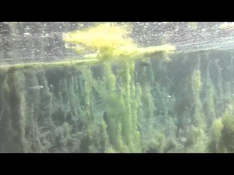 Underwater footage of tropical fish in Kelly Warm Springs Gros Ventre Road Wyoming