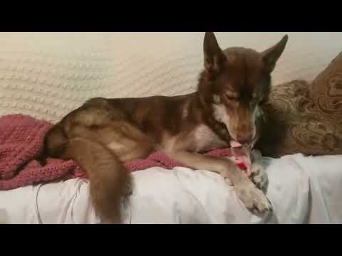 Pet Mexican Red Wolf with a stuffed toy