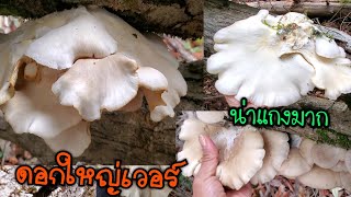 เห็ดนางรมปี21เริ่มแล้ว. 4/10/21