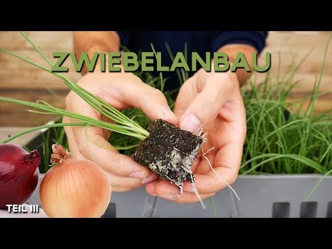 , title : 'Zwiebelanbau Teil III | Pflanzzwiebeln pflanzen | Erdpresstopf'