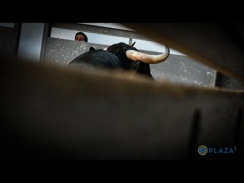 SORTEO | Novillada 3 agosto, Fermín Bohórquez