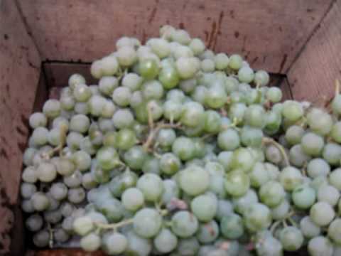 LIVIU si strugurii..MANESTI