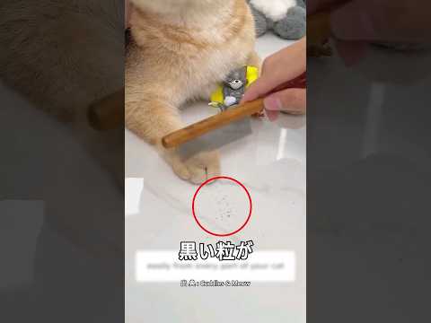 猫のブラッシングを頻繁にすべき理由
