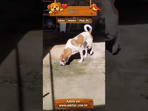 Vídeo de Bolinha