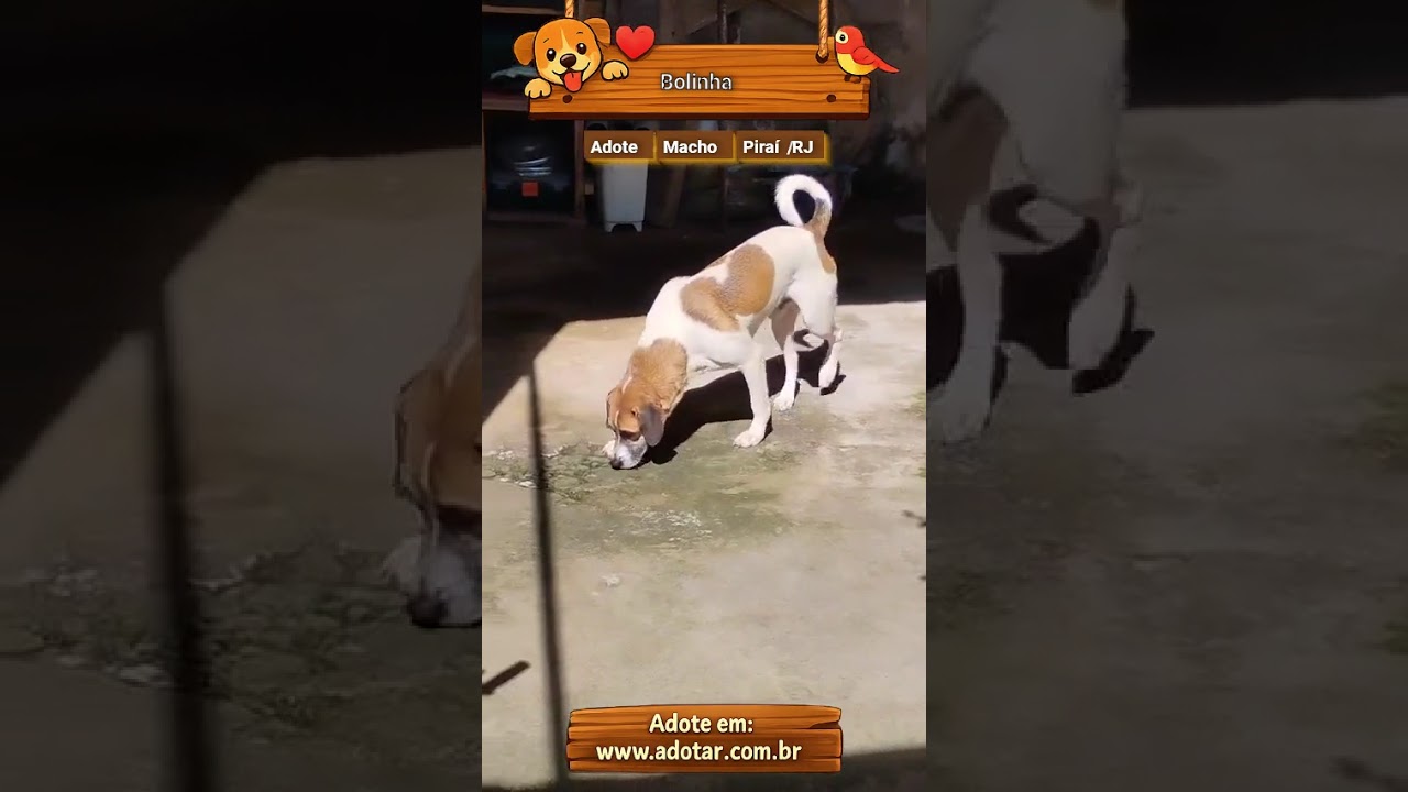 Cachorro raça Fox Terrier idade 1 ano nome Bolinha