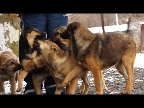 "Коммунальный рейд": жителей разных районов Бийска держат в страхе стаи бродячих собак