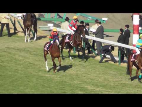 2016 第33回 ホープフルステークス(ＧＩＩ) 本馬場入場 現地映像 レイデオロ