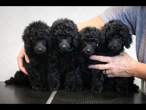 Poodle puppies 8 months Capri x Becks litter C