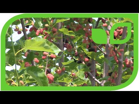 Die Maulbeere Göttingen - Morus nigra Göttingen