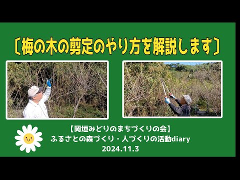 庭にエキゾチックな香りを吹き込むために、カリンの木をいつ剪定すればよいでしょうか?  庭園