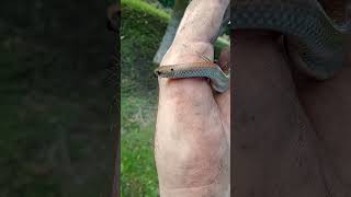 Snake Spirit Medicine on this beautiful day in Africa 🐍☀️ #nature #animals #shaman #viral