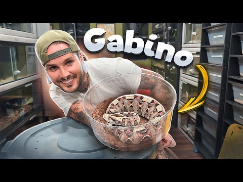 RARE HYBRID VIPER UNBOXING !