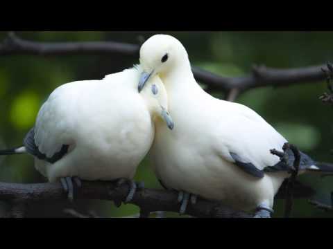 Katharine McPhee  Andrea Bocelli Can t Help Falling In Love