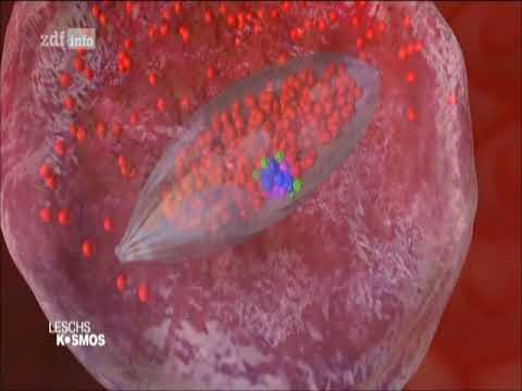 Beifuß/Artemisia und Eisen gegen Malaria