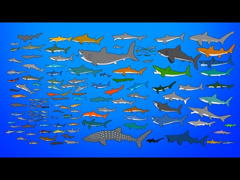 145 Sharks Size Comparison - Living and Extinct - What is the biggest shark?