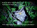 Spot Bellied Eagle Owl