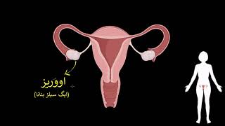 Female reproductive sys menstruation & fertili